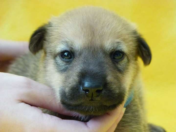 chinook puppy